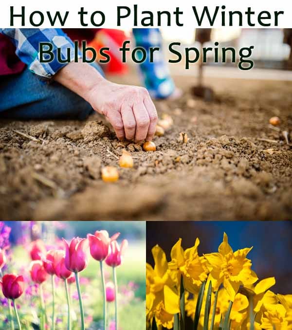A person plants flower bulbs in soil; below are blooming tulips and daffodils. Text reads: "How to Plant Winter Bulbs for Spring.