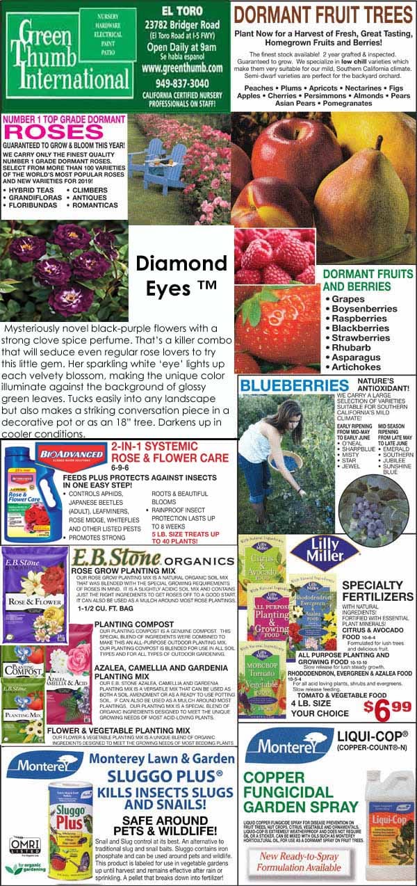 Advertisement flyer for Green Thumb International featuring dormant fruit trees, berries, fertilizers, and pest control products, with images of fruits, plants, product packaging, and store information.