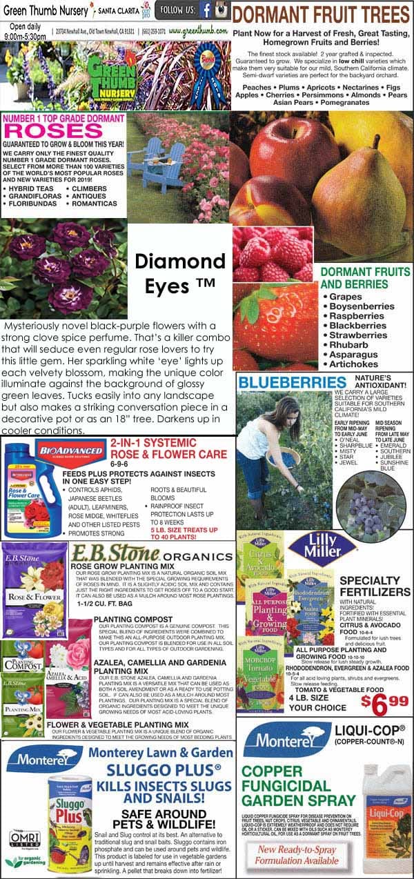 Advertisement for Green Thumb Nursery featuring dormant fruit trees, planting products, fertilizers, pest control, and images of fruit and gardening supplies. Text highlights product details and gardening tips.