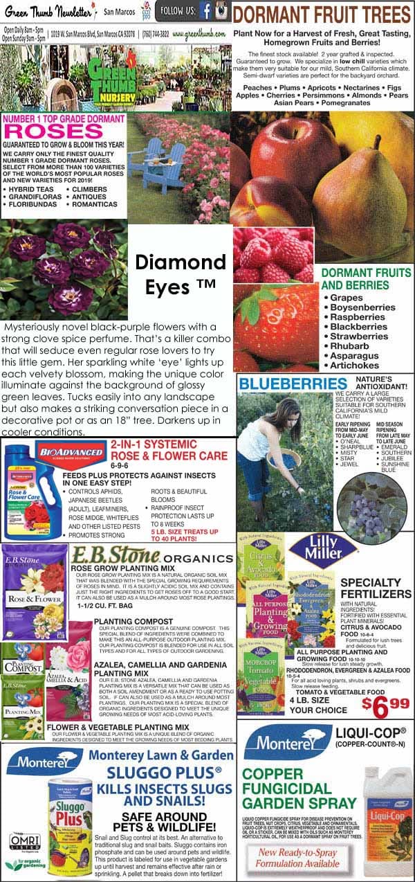 A garden center newsletter page with ads for dormant fruit trees, blueberry plants, fertilizers, garden care products, and a featured “Diamond Eyes” rose.