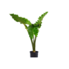 A potted green philodendron plant with three large, glossy, ruffled leaves, isolated on a white background.