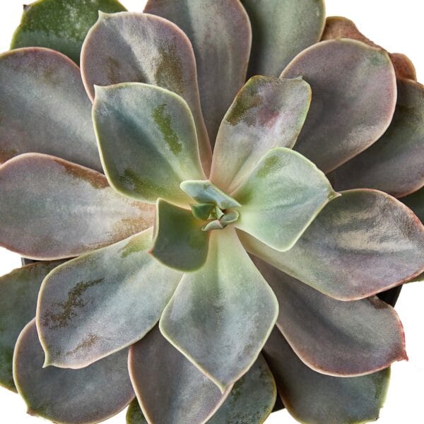 A close-up view of a single green and purple succulent plant with thick, fleshy leaves arranged in a rosette pattern.