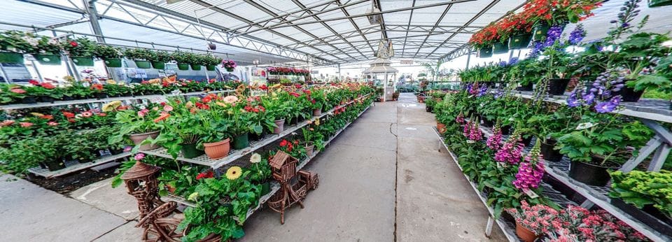 Wide view of a greenhouse interior with rows of potted flowers and plants on metal shelves, under a transparent roof.