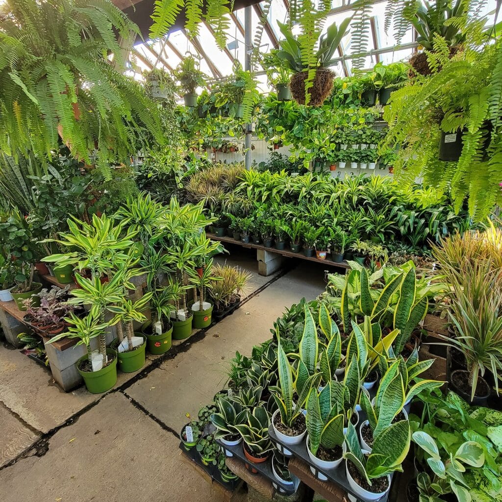 Greenhouse interior with various potted plants, including ferns and snake plants, arranged on tables and hanging from the ceiling.