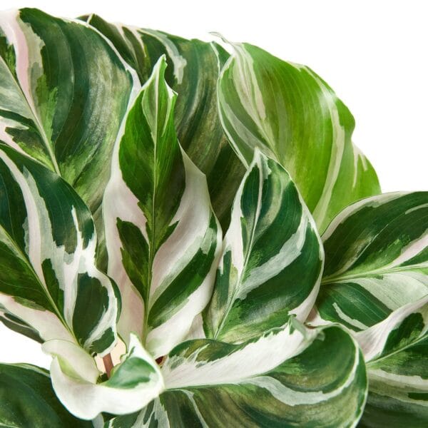 Close-up of Calathea leaves displaying green, white, and light pink variegation against a white background.