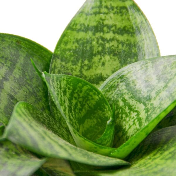 Close-up of green snake plant leaves with light and dark horizontal stripes, set against a white background.