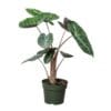 A potted Alocasia plant with large, dark green leaves featuring prominent white veins, set against a white background.