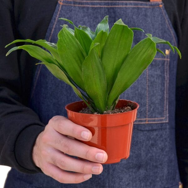 A person wearing a dark shirt and denim apron holds a small potted green plant in a red plastic container.