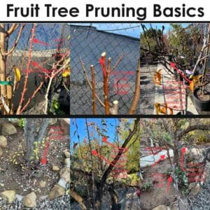 A collage shows various stages of fruit tree pruning with red arrows and text labels indicating where and how to cut branches.