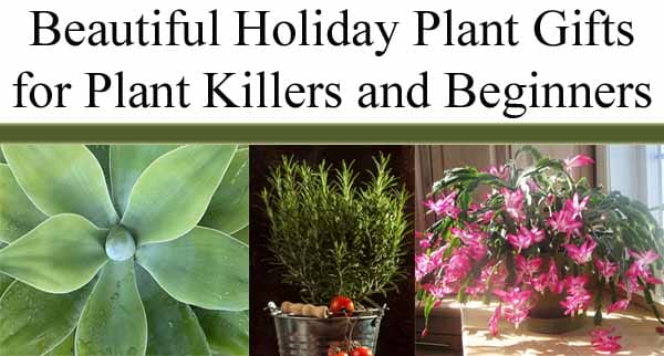 Banner with text "Beautiful Holiday Plant Gifts for Plant Killers and Beginners" and images of succulents, a rosemary plant, and a blooming holiday cactus.