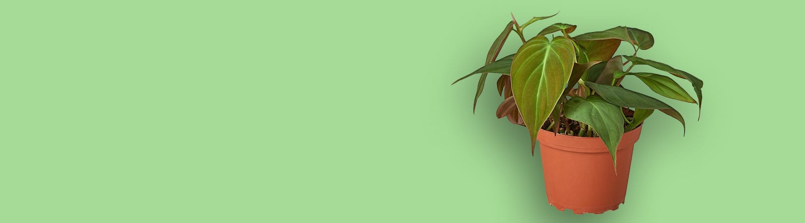 A potted green plant with broad leaves sits on a light green background.