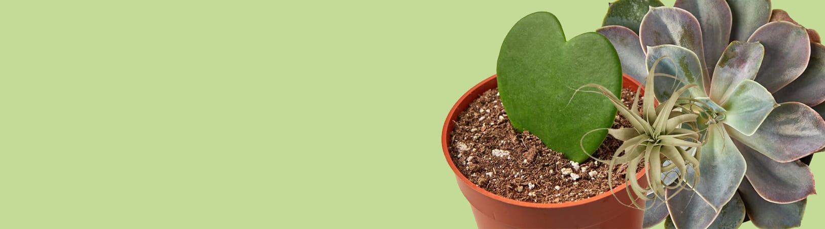 A small potted plant with a heart-shaped succulent and two other succulents against a light green background.