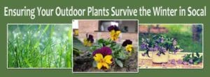 Banner with the text “Ensuring Your Outdoor Plants Survive the Winter in Socal” above images of grass, pansies, and a mug with flowering plants.
