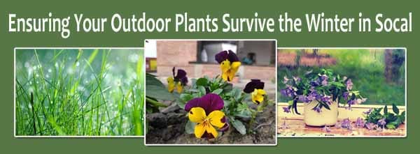 Banner with the text “Ensuring Your Outdoor Plants Survive the Winter in Socal” above images of grass, pansies, and a mug with flowering plants.