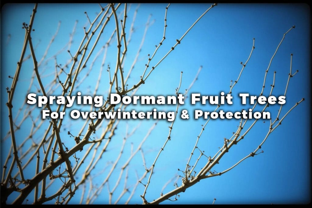 Leafless branches of a fruit tree against a blue sky with overlaid text reading "Spraying Dormant Fruit Trees For Overwintering & Protection.