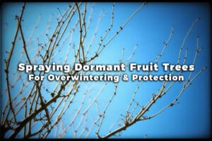 Leafless branches of a fruit tree against a blue sky with overlaid text reading "Spraying Dormant Fruit Trees For Overwintering & Protection.