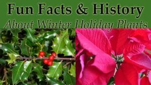 Split image with holly leaves and berries on the left, red poinsettia flowers on the right; text reads "Fun Facts & History About Winter Holiday Plants.
