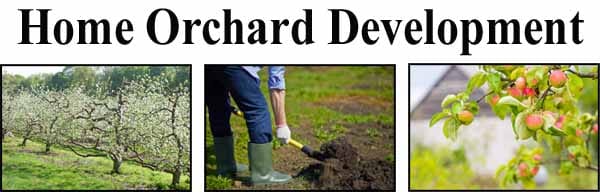 A banner reads "Home Orchard Development" above images of an orchard, a person digging soil, and apples growing on a tree.