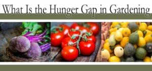 Banner with the text "What Is the Hunger Gap in Gardening" above photos of beets, tomatoes, and assorted squash.