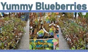 Trays of potted blueberry plants with tags are displayed for sale under a sign that reads "Yummy Blueberries.
