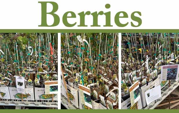 Rows of potted berry plants displayed for sale, each labeled with tags and care information, under a sign reading "Berries.