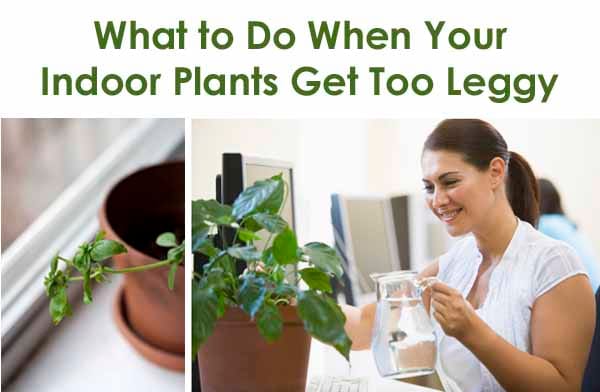 A woman waters a leafy indoor plant at a desk; another pot holds a leggy plant. Text reads: "What to Do When Your Indoor Plants Get Too Leggy.