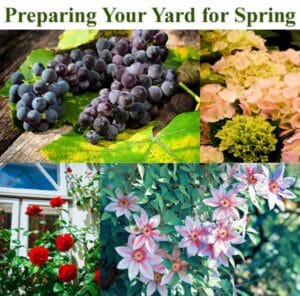 Collage of grapes, hydrangeas, roses, and lilies with the text "Preparing Your Yard for Spring" at the top.