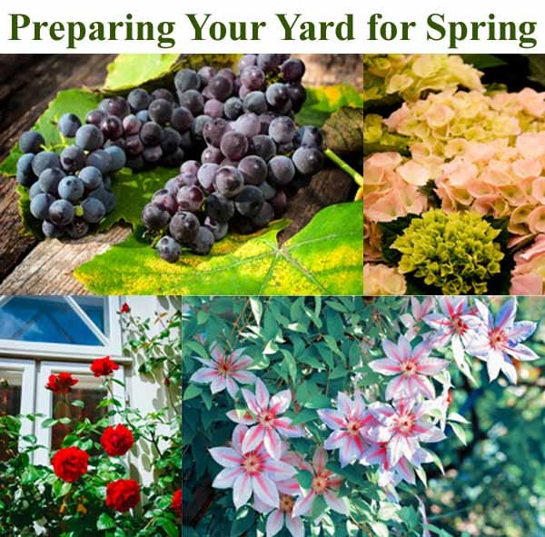 Collage of grapes, hydrangeas, roses, and lilies with the text "Preparing Your Yard for Spring" at the top.