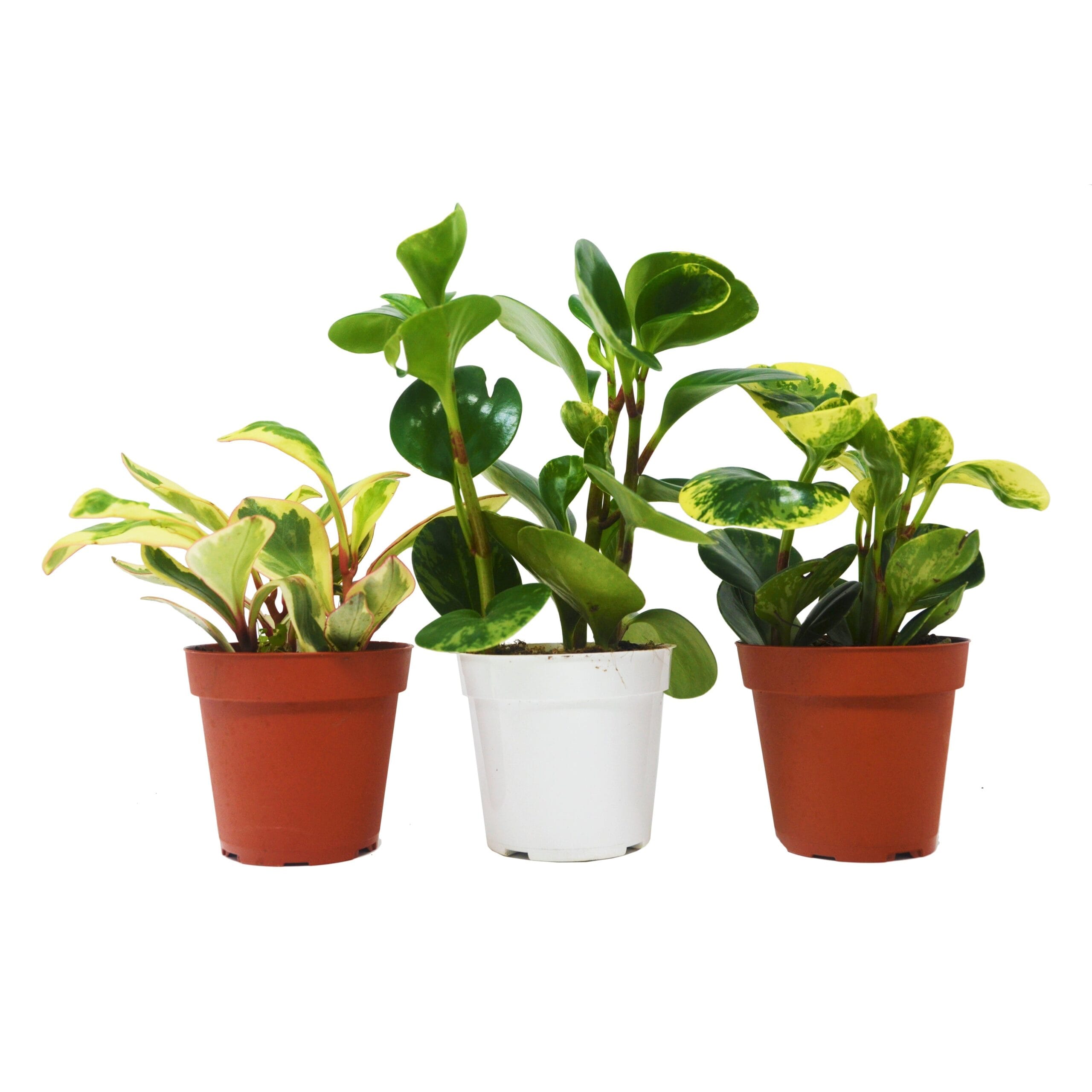 Three small potted green plants are arranged side by side, with two in brown pots and one in a white pot, against a plain white background.