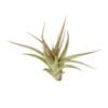 A single air plant with pointed green and reddish leaves isolated on a white background.