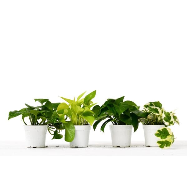 Four small potted houseplants with different shades and patterns of green leaves are arranged in a row against a white background.