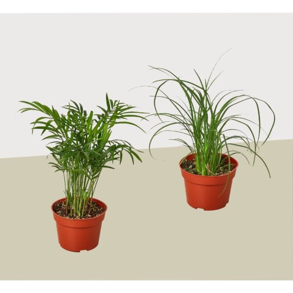 Two potted green houseplants in red-orange plastic pots, placed side by side on a neutral surface with a plain light background.
