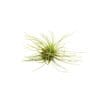 A single green air plant (Tillandsia) with thin, spiky leaves is isolated on a white background.