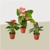 Three potted anthurium plants with glossy green leaves and pink or red flowers, arranged on a light, neutral surface.