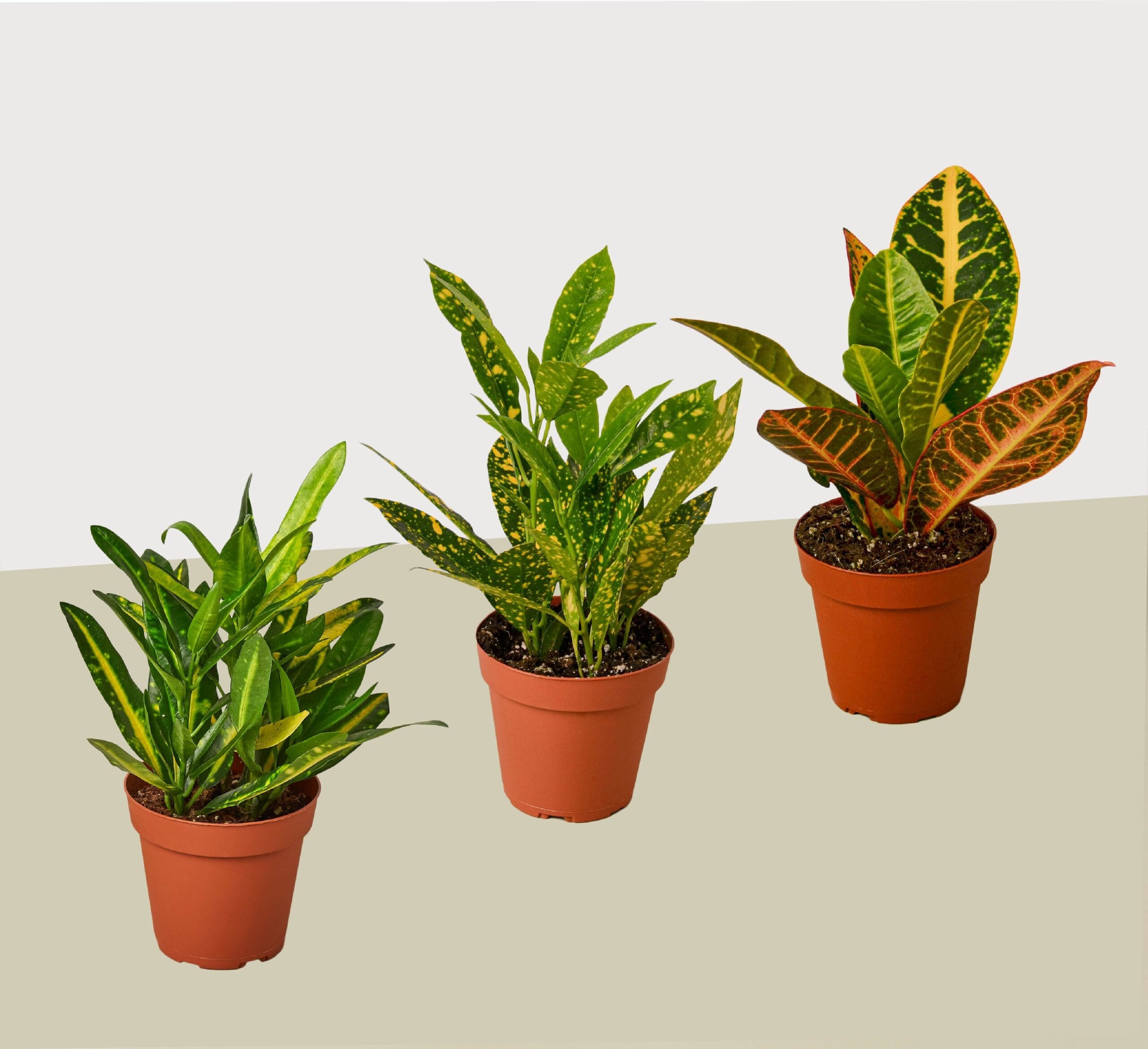 Three potted croton plants with green and variegated leaves are displayed on a neutral surface against a plain background.