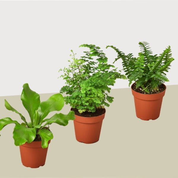Three potted green fern plants are arranged side by side on a surface against a plain, light-colored background.