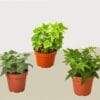 Three different types of potted ivy plants are arranged in a triangle on a neutral background.