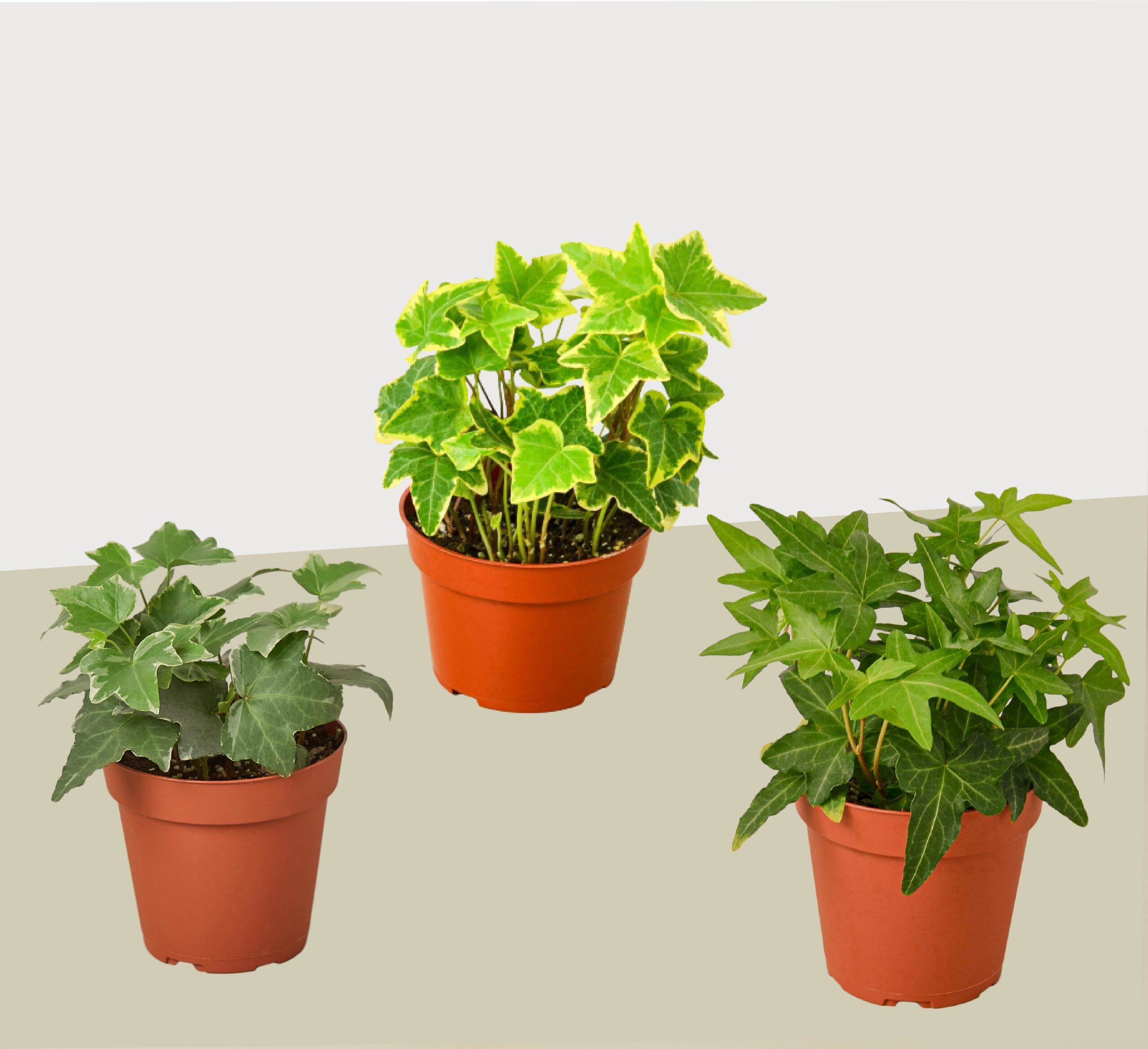 Three different types of potted ivy plants are arranged in a triangle on a neutral background.