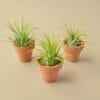Three small green air plants in terracotta pots are arranged on a plain beige surface.