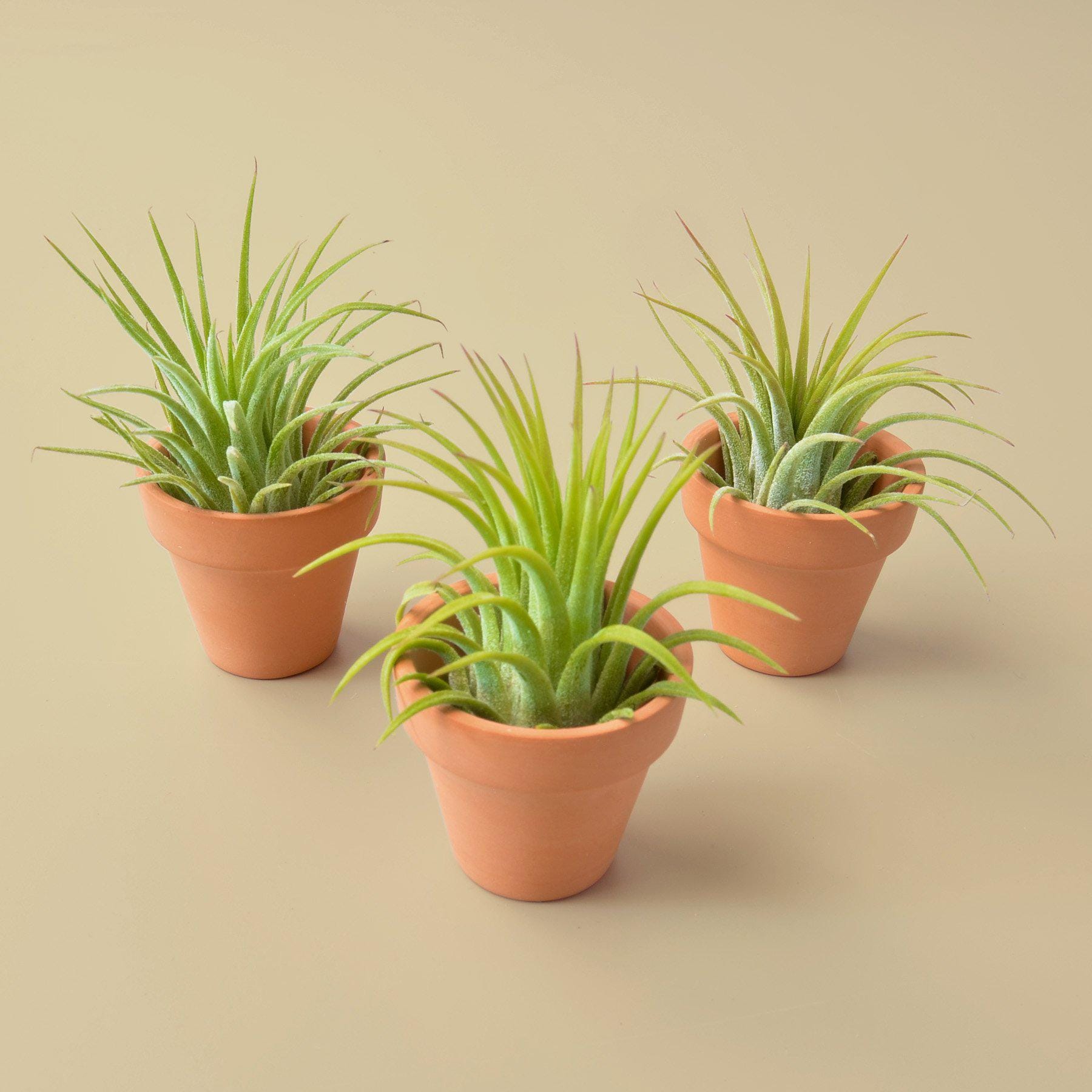 Three small green air plants in terracotta pots are arranged on a plain beige surface.