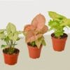 Three potted Syngonium plants with light green, pink, and bright green leaves are arranged side by side on a neutral surface.