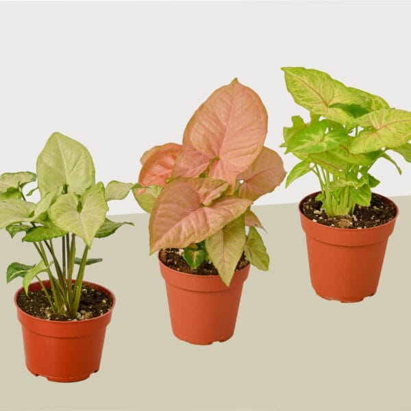 Three potted Syngonium plants with light green, pink, and bright green leaves are arranged side by side on a neutral surface.