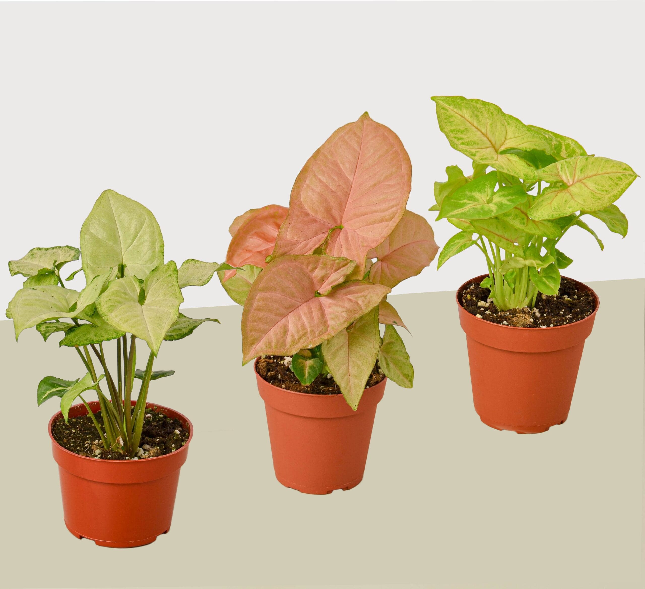 Three potted Syngonium plants with light green, pink, and bright green leaves are arranged side by side on a neutral surface.