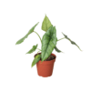 A potted plant with large, green, arrow-shaped leaves in a small brown plastic pot, isolated on a white background.