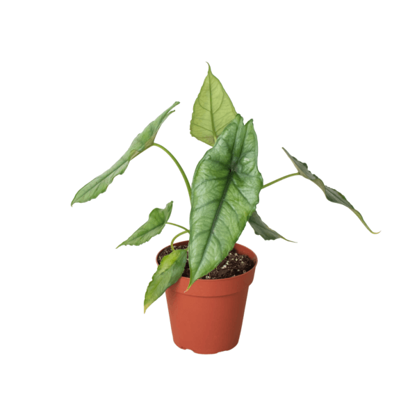 A potted plant with large, green, arrow-shaped leaves in a small brown plastic pot, isolated on a white background.