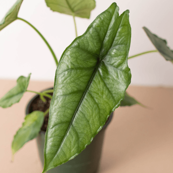 A close-up of a potted plant with large, glossy, green, arrow-shaped leaves against a neutral background.