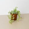 A trailing green houseplant with oval leaves in a small brown plastic pot sits on a beige surface against a plain white background.