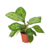 A potted green houseplant with large, variegated leaves in a small brown plastic pot, isolated on a white background.