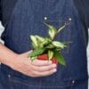 Person wearing a denim apron holds a small potted plant with green and cream variegated leaves.