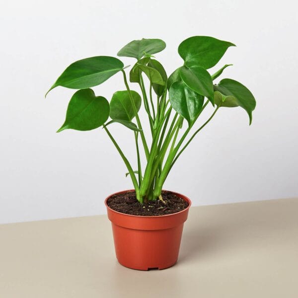 A green houseplant with broad, heart-shaped leaves in a small brown plastic pot, placed on a beige surface against a plain white background.